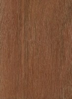 Bulletwood (Manilkara bidentata)