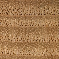 European Ash (endgrain 10x)