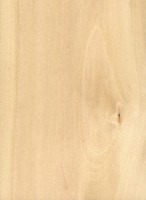 European Hornbeam (sealed)