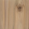 Leyland Cypress (Cupressus x leylandii)