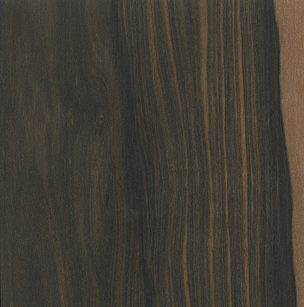 Mun Ebony (Diospyros mun)